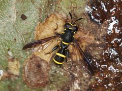 Sphiximorpha subsessilis