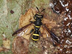 Sphiximorpha subsessilis