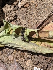Megachile