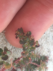 Euphorbia cozumelensis