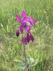 Aquilegia atrata