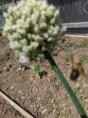 Bombus griseocollis