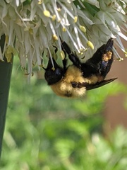 Bombus griseocollis