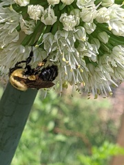 Bombus griseocollis