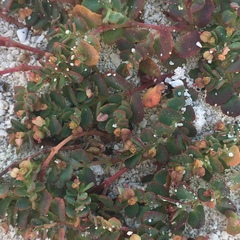 Euphorbia cozumelensis