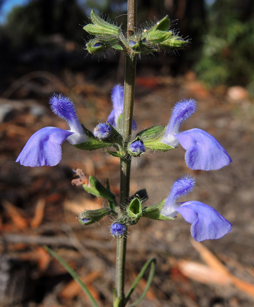 Salvia sect. Farinaceae