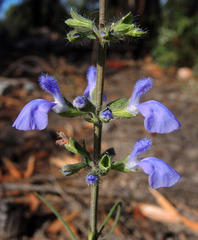 Salvia heterotricha