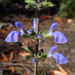 Salvia heterotricha - Photo (c) Chris Lloyd, some rights reserved (CC BY-NC), uploaded by Chris Lloyd