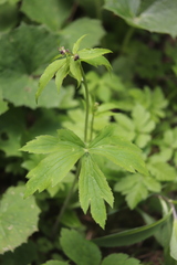 Ranunculus platanifolius