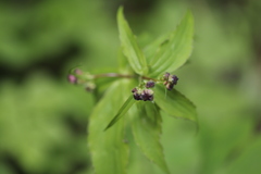 Ranunculus platanifolius