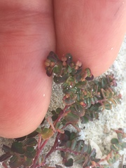 Euphorbia cozumelensis