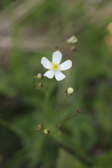 Ranunculus platanifolius
