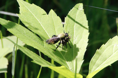 Laphria divisor