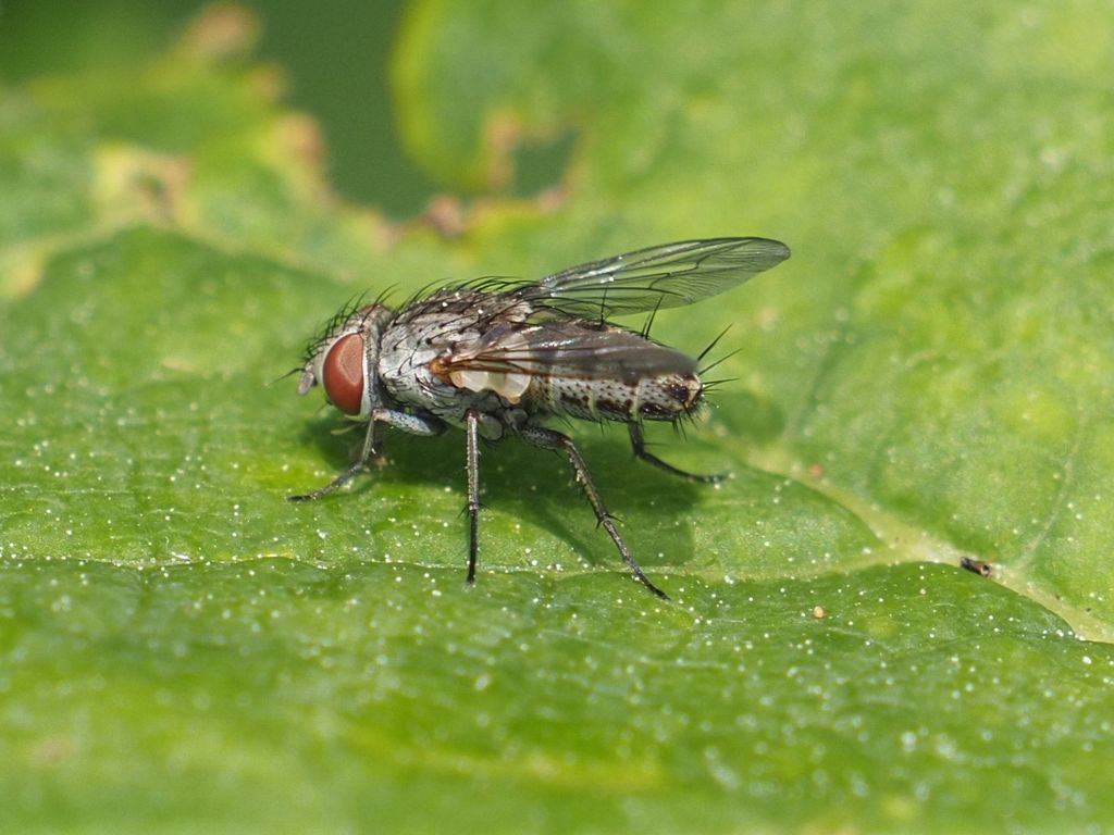 Taxigramma heteroneura