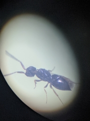 Ceraphronoidea