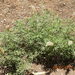Lupinus hyacinthinus - Photo (c) larry-heronema, algunos derechos reservados (CC BY-NC)
