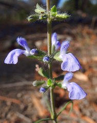 Salvia heterotricha