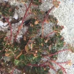 Euphorbia cozumelensis