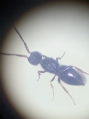 Ceraphronoidea