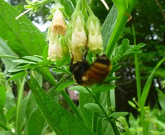 Bombus borealis