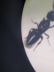 Ceraphronoidea