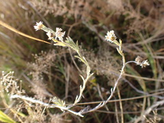 Gnaphalium filagopsis