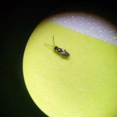 Ceraphronoidea