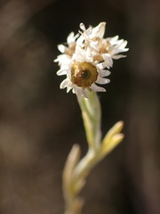 Gnaphalium filagopsis
