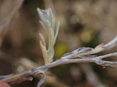 Gnaphalium filagopsis