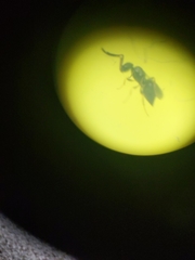 Ceraphronoidea
