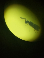 Ceraphronoidea
