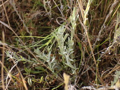 Gnaphalium filagopsis