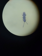 Ceraphronoidea