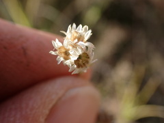 Gnaphalium filagopsis