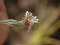 Gnaphalium filagopsis