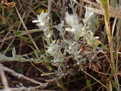 Gnaphalium filagopsis