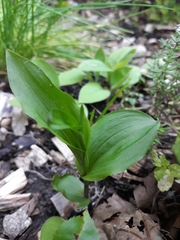 Cephalanthera damasonium