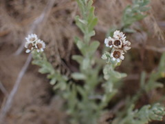 Gnaphalium filagopsis