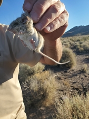 Peromyscus crinitus