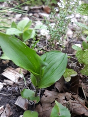 Cephalanthera damasonium