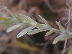 Gnaphalium filagopsis