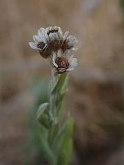 Gnaphalium filagopsis