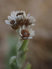 Gnaphalium filagopsis