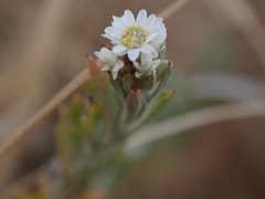 Gnaphalium filagopsis