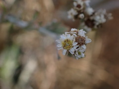 Gnaphalium filagopsis