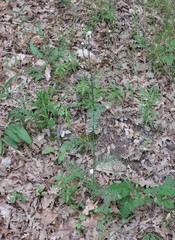 Tanacetum corymbosum achilleae