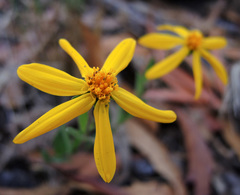 Perymenium buphthalmoides