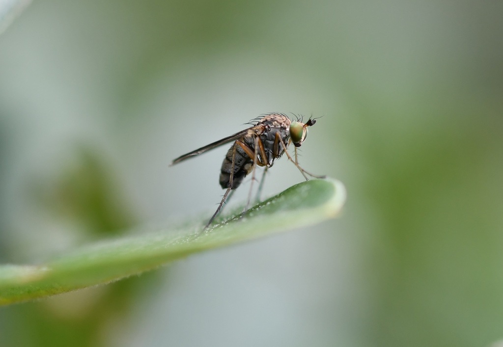 Dolichopus bifractus