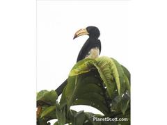 Lophoceros fasciatus
