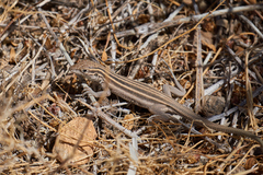 Aspidoscelis uniparens